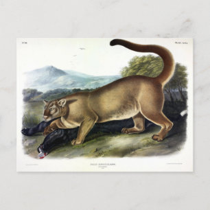Carte Postale Cougar ou Puma, Panther, Lion de montagne, Montagn