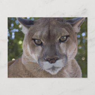 Carte postale Cougar Pounce