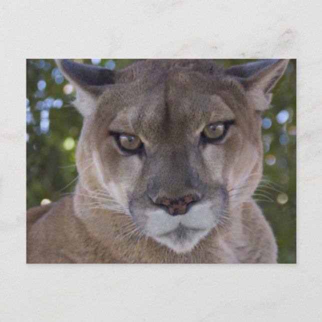 Carte postale Cougar Pounce (Devant)