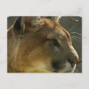 Carte postale Cougar Puma