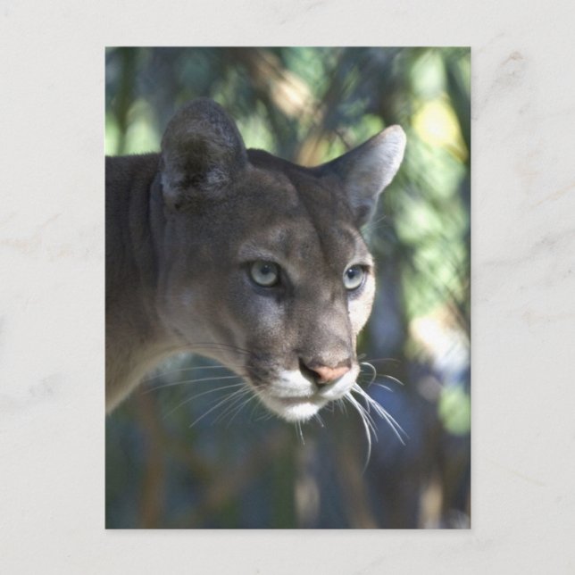 Carte Postale Cougar (Puma Concolor) Photographie faciale (Devant)