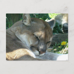 Carte postale Cougar Repose