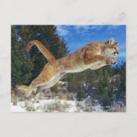 Cougar sauteur