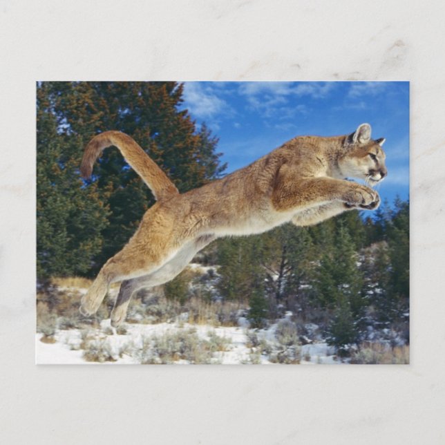 Carte Postale Cougar sauteur (Devant)