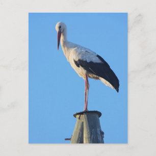 Carte Postale Coulée sur poteau