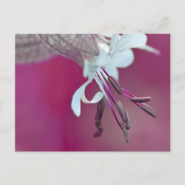 Carte Postale Couleur (Devant)