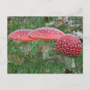 Carte postale couleur Amanitas do-it-yourself
