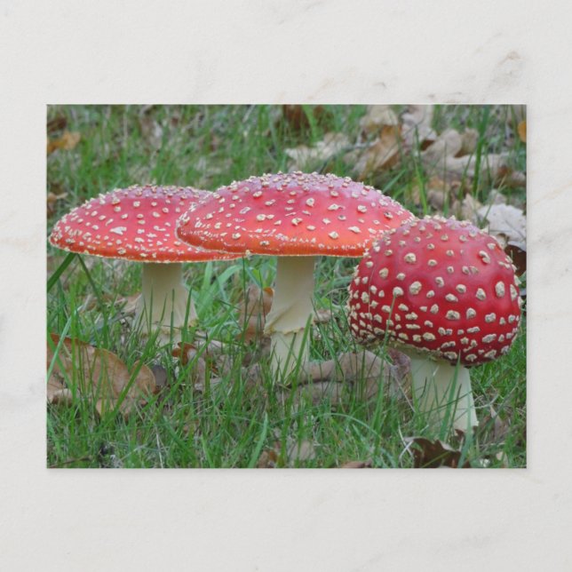 Carte postale couleur Amanitas do-it-yourself (Devant)