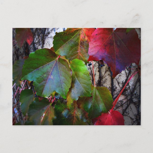 Carte Postale Couleur d'automne (Devant)