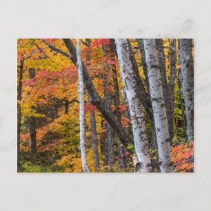 Carte Postale Couleur d'automne dans la forêt près de Copper Har