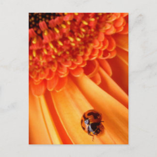 Carte Postale couleur de l'été