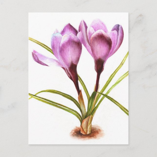 Carte postale couleur fine art crocus violet (Devant)