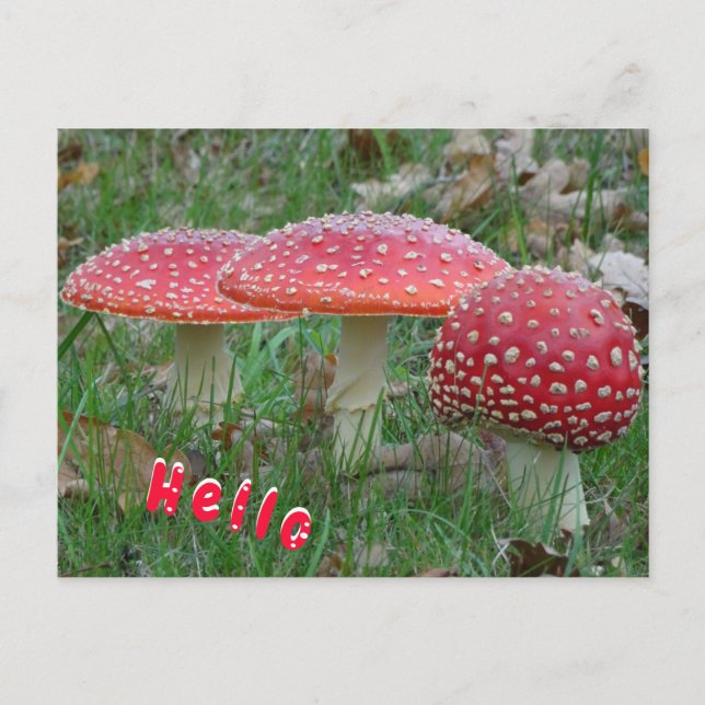 Carte postale couleur Fly Amanitas HELLO (Devant)