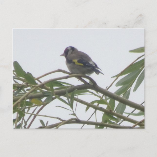 Carte postale couleur Goldfinch do-it-yourself (Devant)
