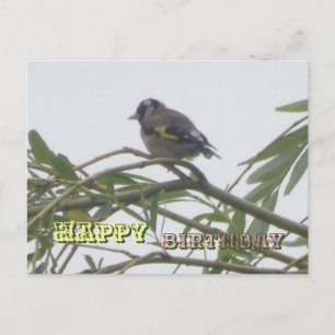 Carte postale couleur Goldfinch Joyeux Anniversair