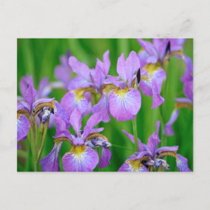 Carte Postale Couleur Lilac Fleurs Iris En Floraison
