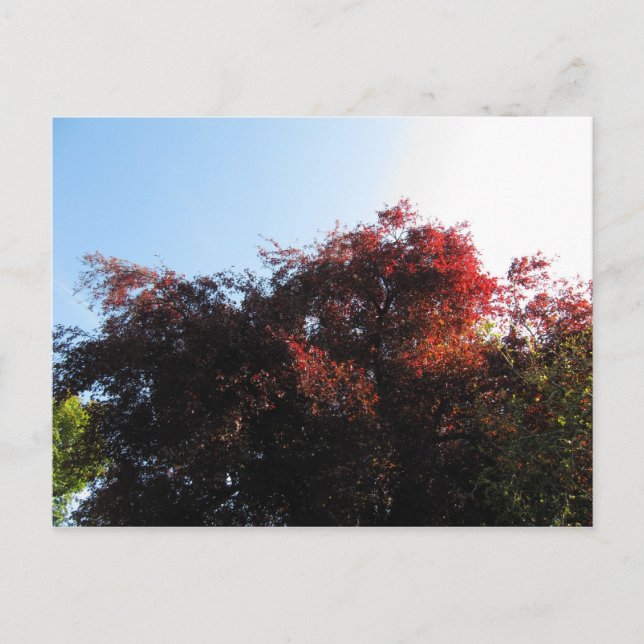 Carte Postale Couleur naturelle (Devant)