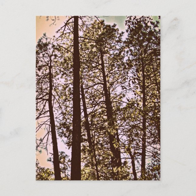 Carte Postale couleur par les arbres (Devant)