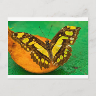 Carte Postale Couleur tropicale