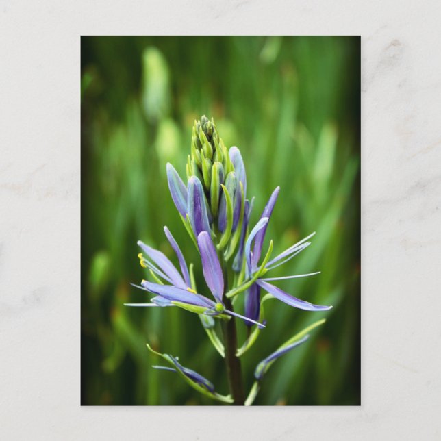 Carte Postale Couleur violet (Devant)