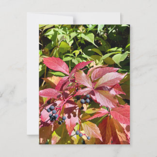 Carte Postale Couleurs