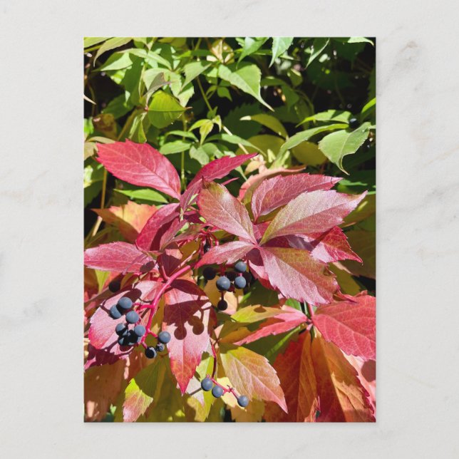 Carte Postale Couleurs (Devant)