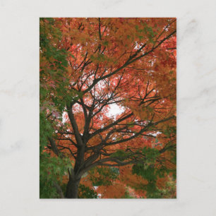 Carte Postale Couleurs