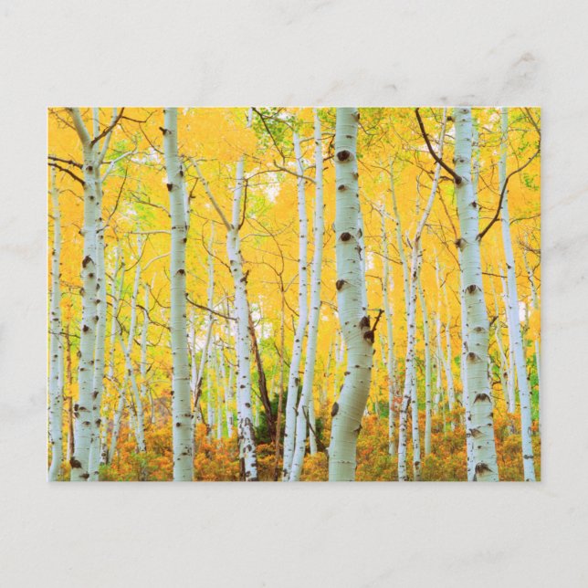Carte Postale Couleurs automnales des arbres d'Aspen 1 (Devant)