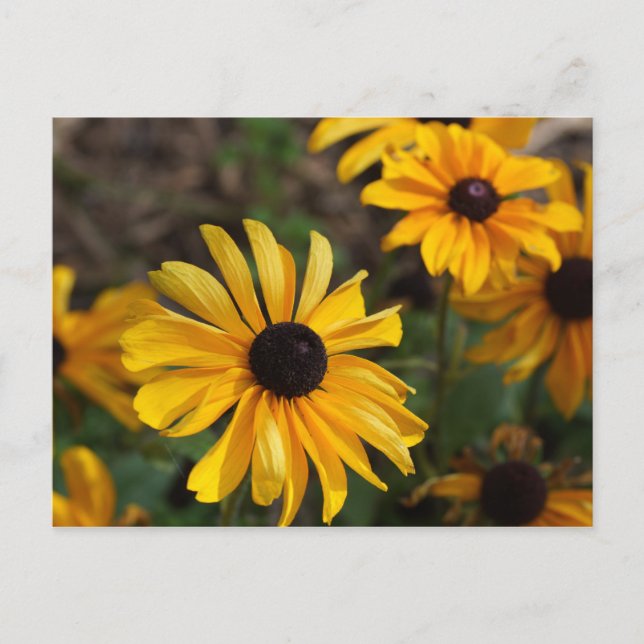 Carte Postale Couleurs d'automne (Devant)