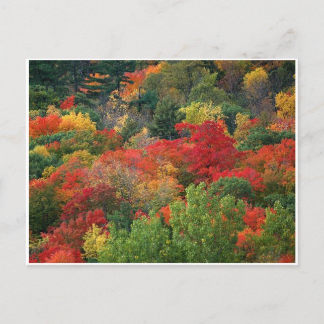 Carte Postale Couleurs d'automne (Devant)
