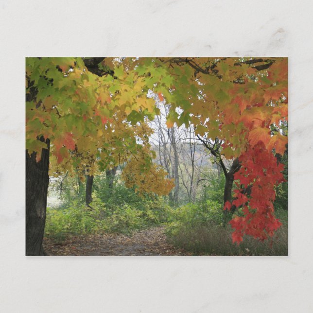 Carte postale Couleurs d'automne (Devant)