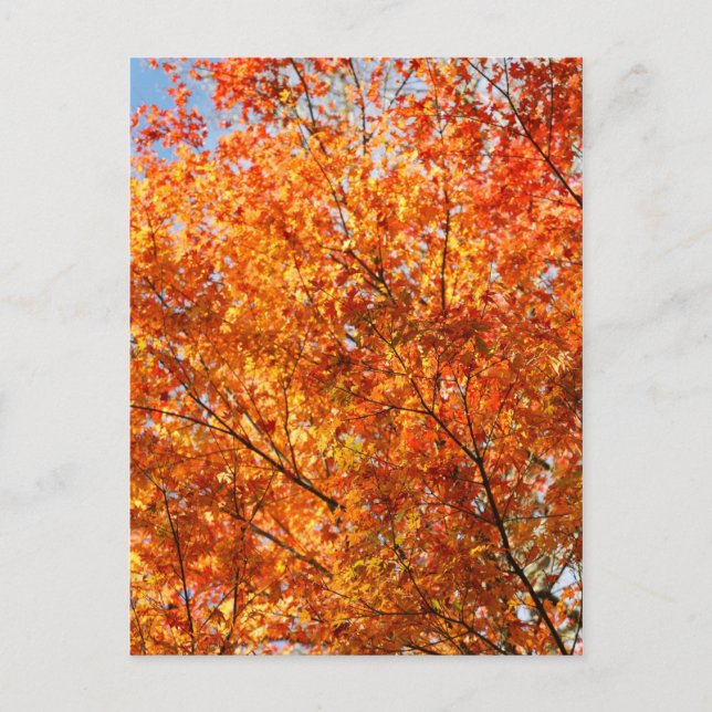 Carte Postale Couleurs d'automne (Devant)
