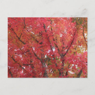 Carte Postale Couleurs d'automne à Napa, Californie