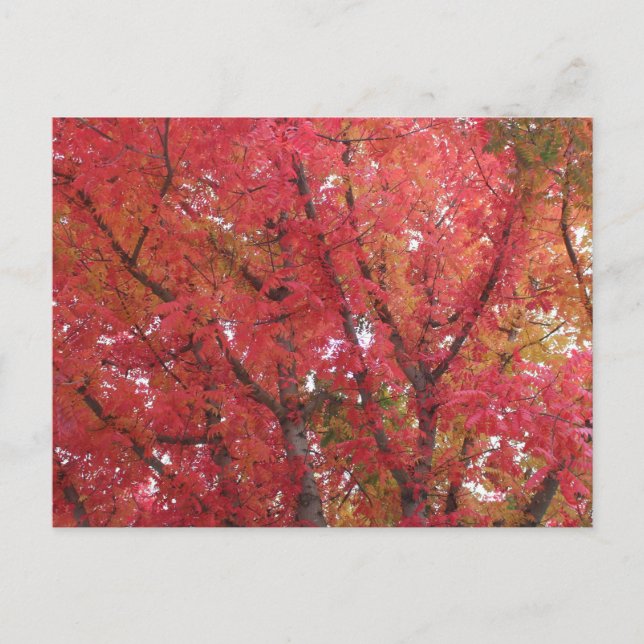 Carte Postale Couleurs d'automne à Napa, Californie (Devant)