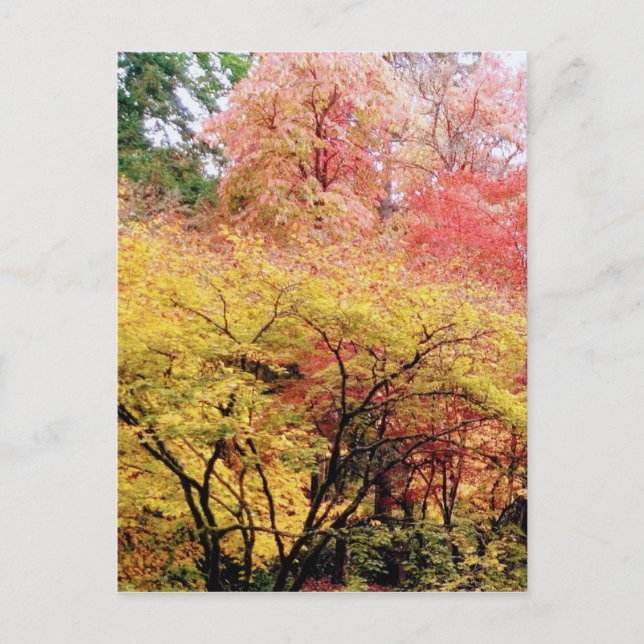 Carte Postale Couleurs d'automne à Seattle (Devant)