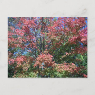 Carte Postale Couleurs D'Automne Assez Lumineuses D'Arbre Et De