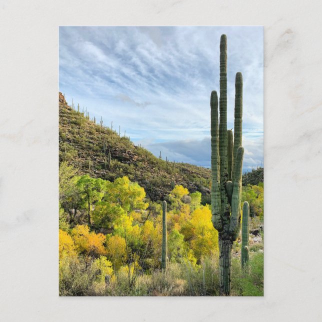 Carte Postale Couleurs d'automne Canyon Saguaro Sabino (Devant)