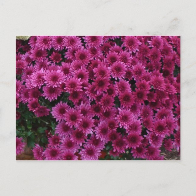 Carte Postale Couleurs D'Automne De Oak Park Il. (Devant)