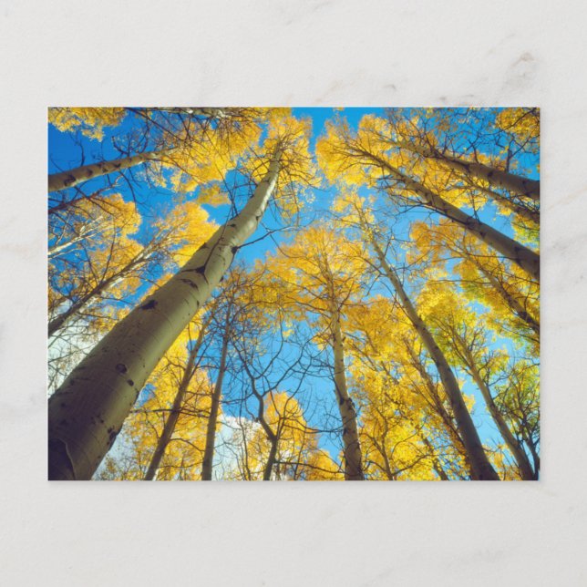 Carte Postale Couleurs d'automne des arbres d'Aspen 2 (Devant)
