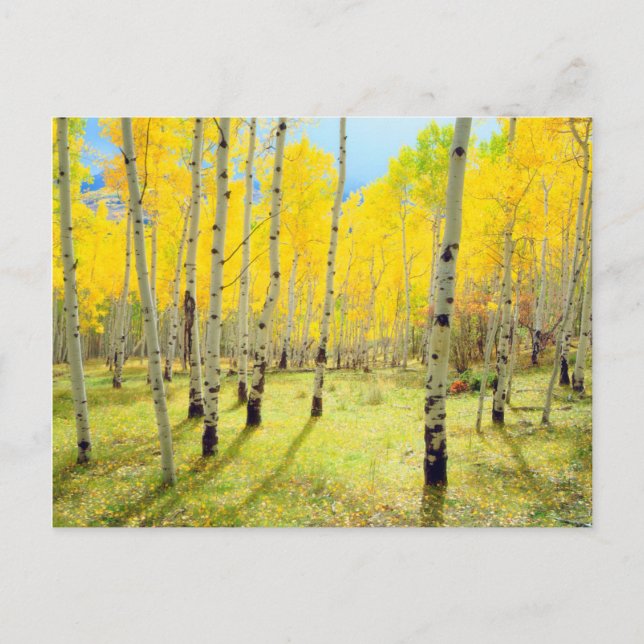 Carte Postale Couleurs d'automne des arbres d'Aspen 4 (Devant)