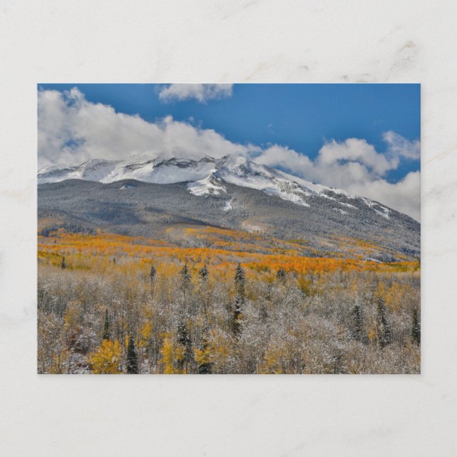Carte Postale Couleurs d'automne des peupliers trembles &  | Mon (Devant)