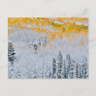 Carte Postale Couleurs d'automne des trembles   Montagnes Rocheu