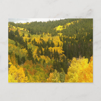 Carte Postale Couleurs d'automne en Colorado, Aspen Gold