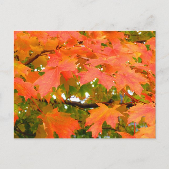 Carte Postale Couleurs d'automne Feuilles d'automne Érable à suc (Devant)