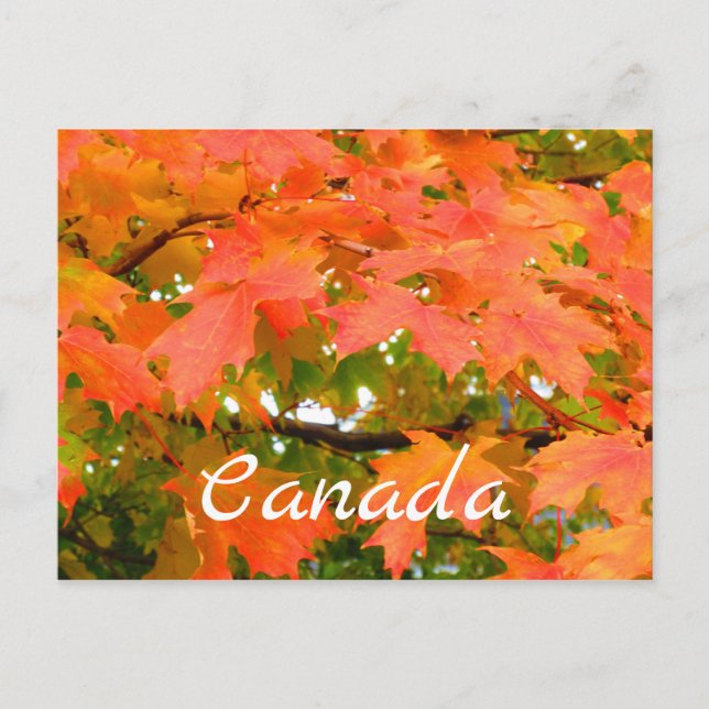 Carte Postale Couleurs d'automne Feuilles d'automne Érable à suc (Devant)