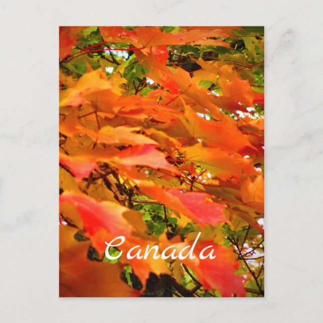 Carte Postale Couleurs d'automne Feuilles d'érable Arbre Canada (Devant)