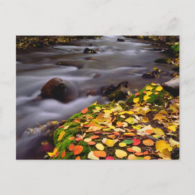 Carte Postale Couleurs d'automne le long de McGee Creek (Devant)