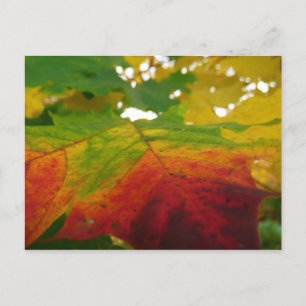 Carte Postale Couleurs de la feuille d'érable Automne Photograph