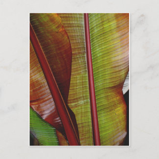 Carte Postale Couleurs de la jungle