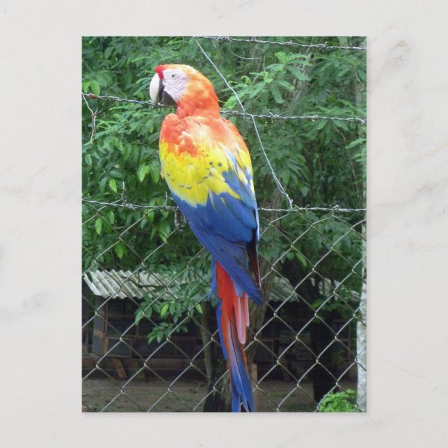 Carte Postale couleurs de l'ara écarlate (Devant)
